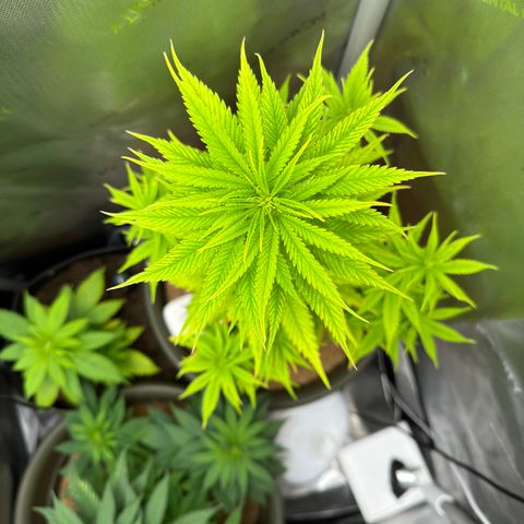 Menü 69 #1 growlog timeline photo