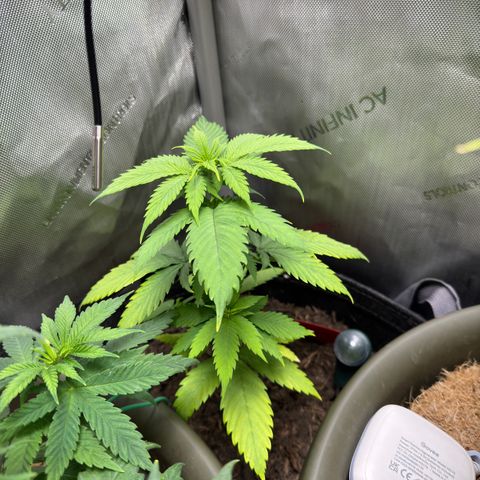 Morty #3 growlog timeline photo