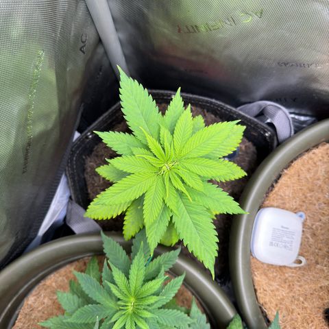 Morty #3 growlog timeline photo