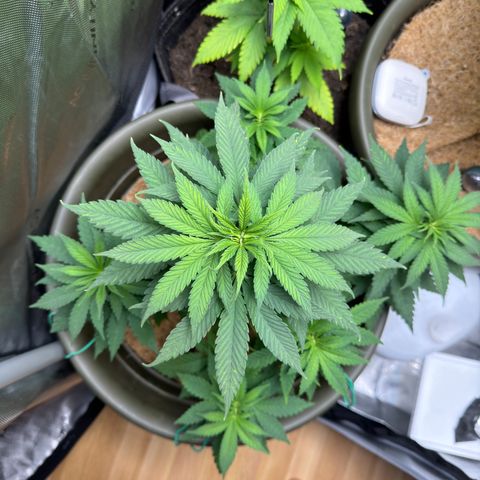 Santa Claus #2 growlog timeline photo