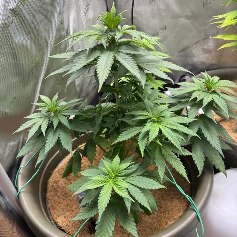 Santa Claus #2 growlog timeline photo