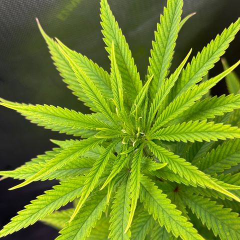 Menü 69 #1 growlog timeline photo