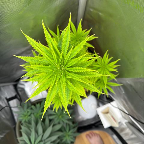 Menü 69 #1 growlog timeline photo