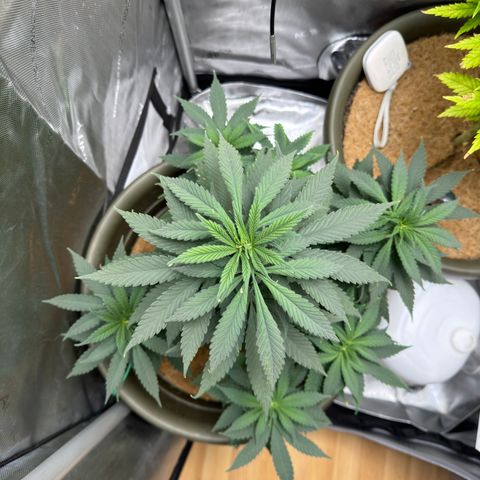 Santa Claus #2 growlog timeline photo