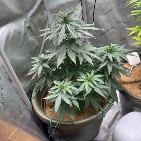 Santa Claus #2 growlog timeline photo