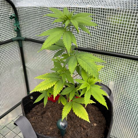 Morty #3 growlog timeline photo