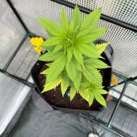 Morty #3 growlog timeline photo