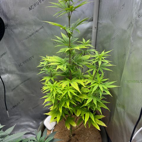 Menü 69 #1 growlog timeline photo