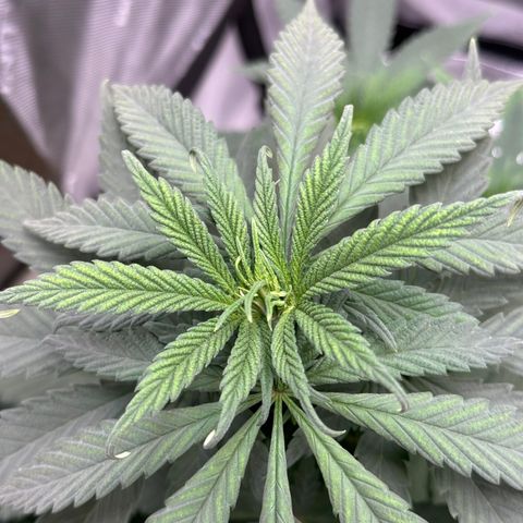 Santa Claus #2 growlog timeline photo