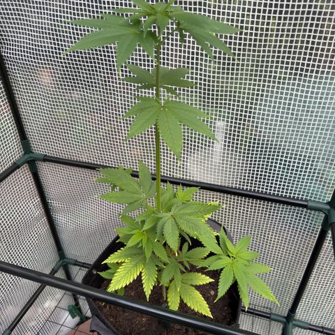 Morty #3 growlog timeline photo