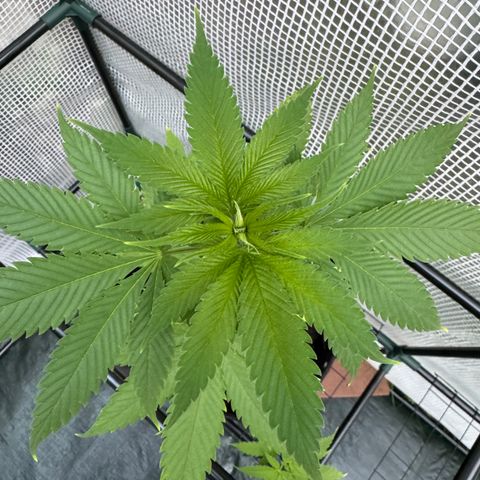 Morty #3 growlog timeline photo