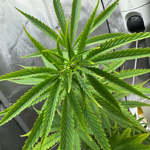 Menü 69 #1 growlog timeline photo