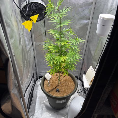 Menü 69 #1 growlog timeline photo