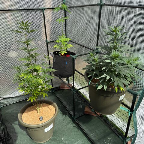 Menü 69 #1 growlog timeline photo