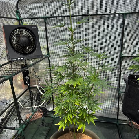 Menü 69 #1 growlog timeline photo