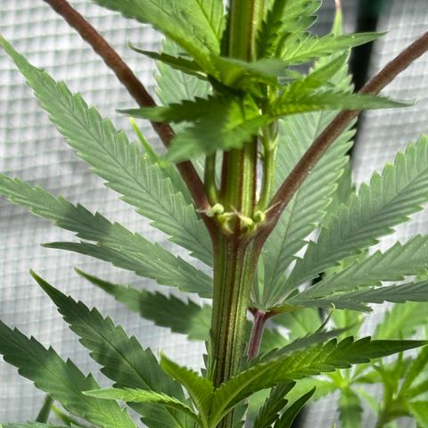 Menü 69 #1 growlog timeline photo