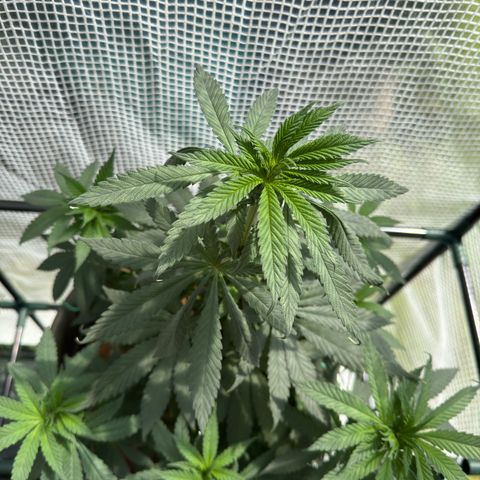 Santa Claus #2 growlog timeline photo