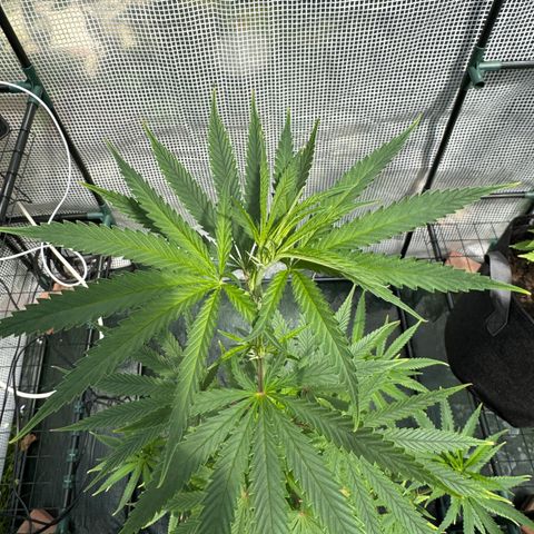 Menü 69 #1 growlog timeline photo