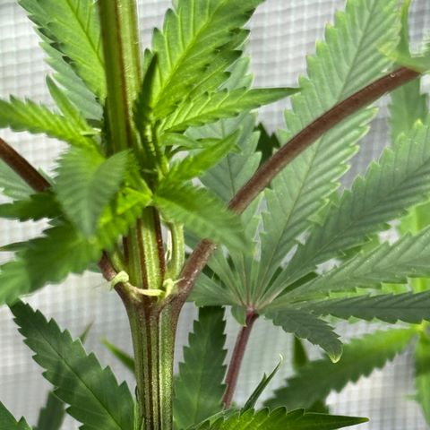 Menü 69 #1 growlog timeline photo