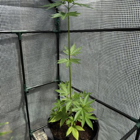 Morty #3 growlog timeline photo