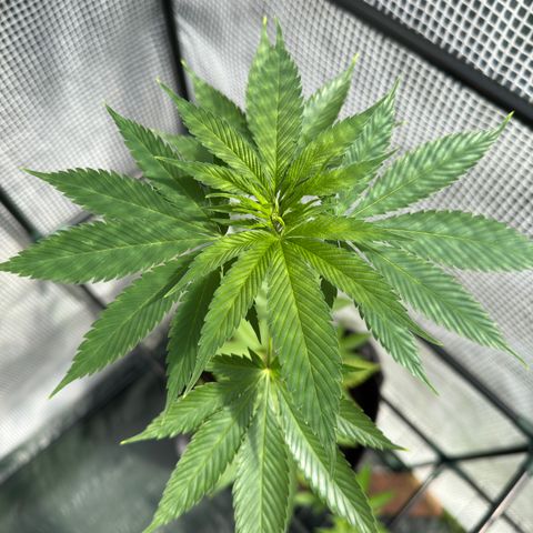 Morty #3 growlog timeline photo