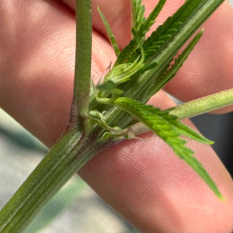 Menü 69 #1 growlog timeline photo