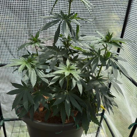 Santa Claus #2 growlog timeline photo