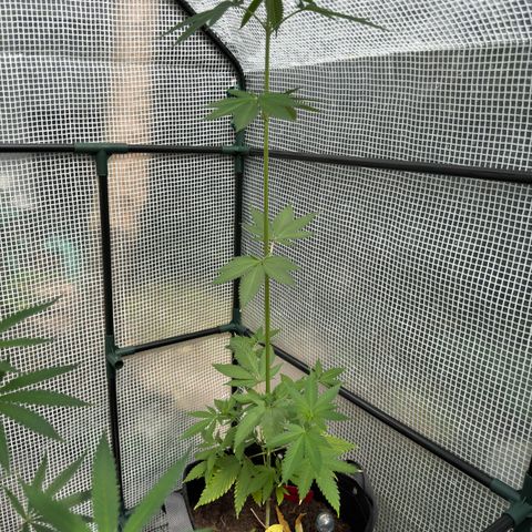 Morty #3 growlog timeline photo