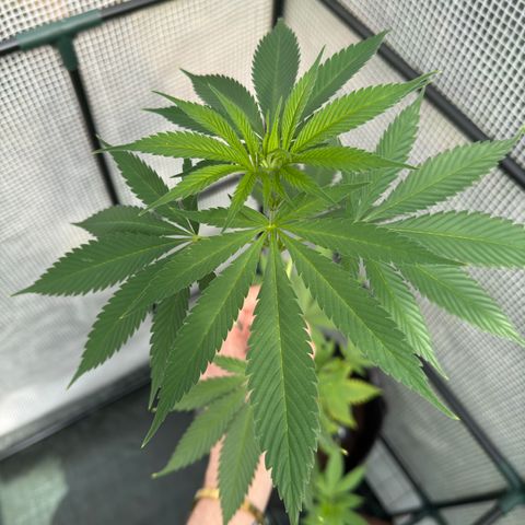 Morty #3 growlog timeline photo