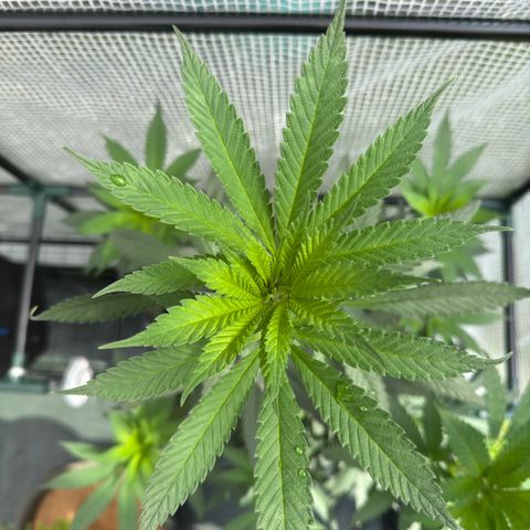 Santa Claus #2 growlog timeline photo