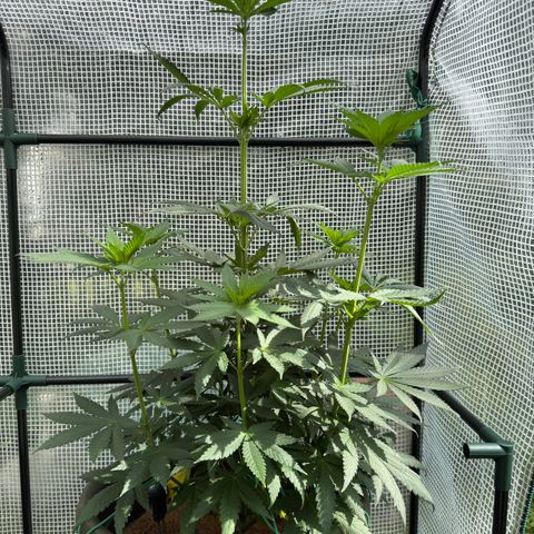 Santa Claus #2 growlog timeline photo