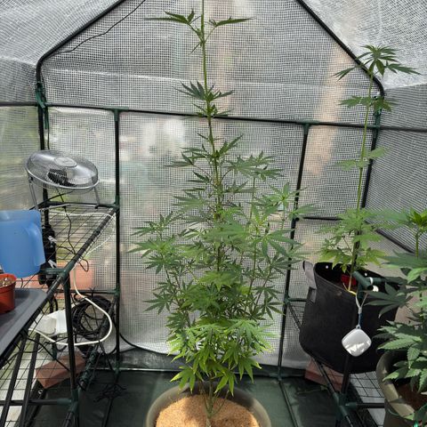 Menü 69 #1 growlog timeline photo