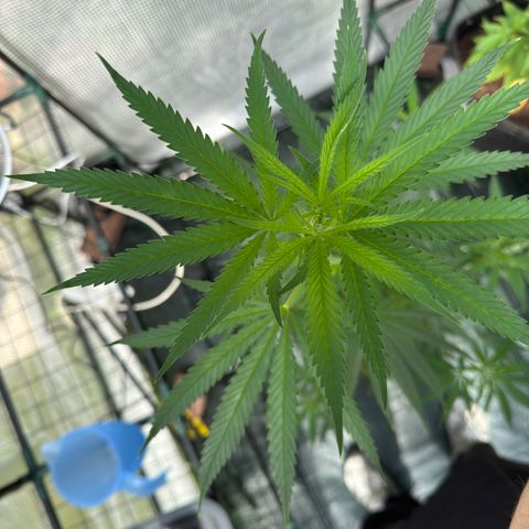 Menü 69 #1 growlog timeline photo