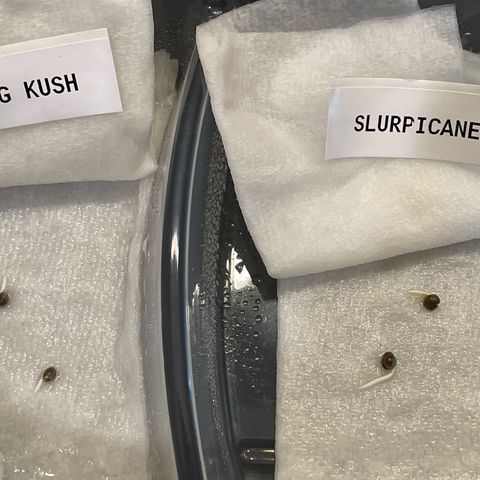 Slurpicane growlog photo: Germinating seeds 12/7/23