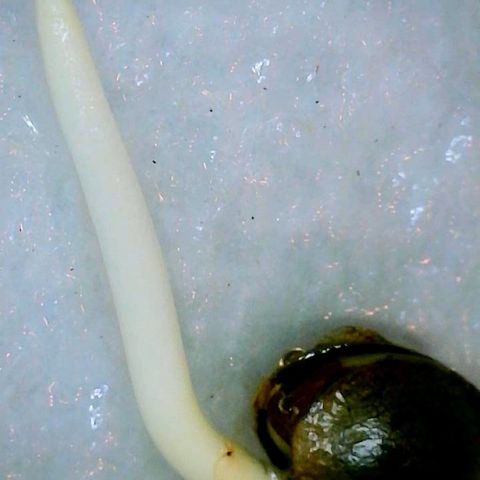 Slurpicane growlog photo: Slurpicane tap root 12/7/23