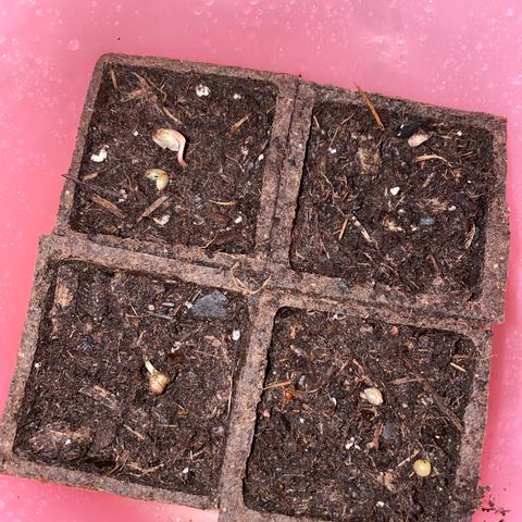 Slurpicane growlog photo: 3 of the 4 Seeds have sprung!