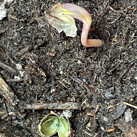 Slurpicane growlog photo: 3 of the 4 Seeds have sprung!
