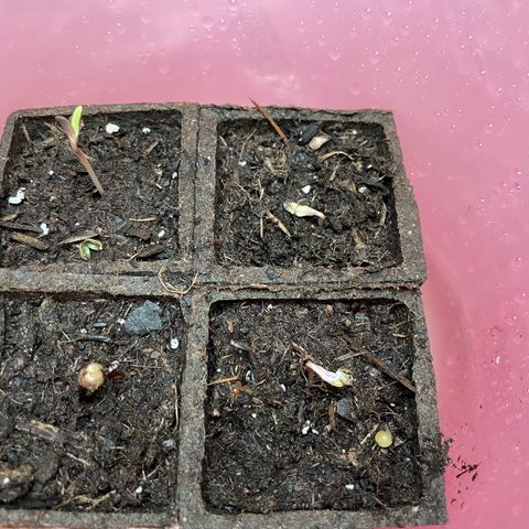OG Kush Seedsman  growlog photo: Seedlings sprouting