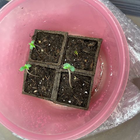 Slurpicane growlog photo: Seedlings sprouting 