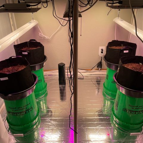 Slurpicane growlog photo: Transplanted all seedlings