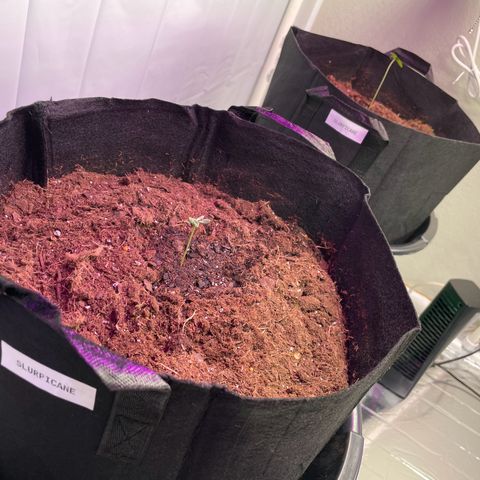 Slurpicane growlog photo: Slurpicane transplanted