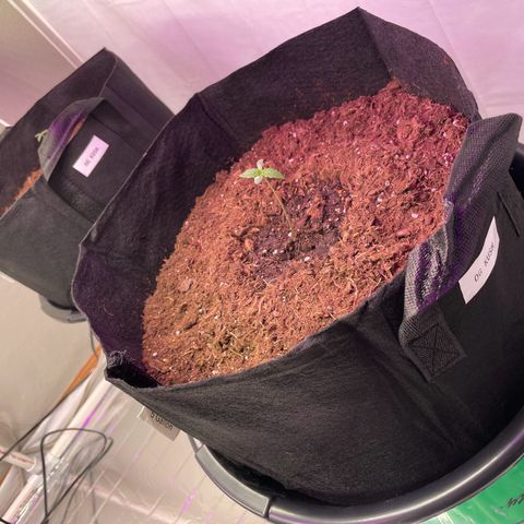 OG Kush Seedsman  growlog photo: Transplanted seedling