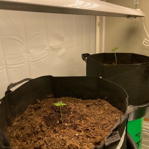 Slurpicane growlog photo: Seedlings progressing