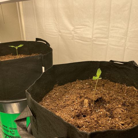 Slurpicane growlog photo: Seedlings progressing