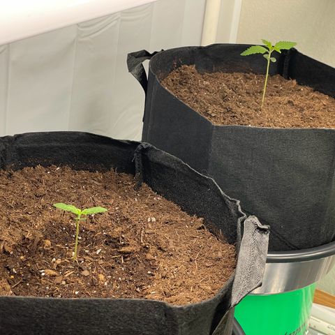 Slurpicane growlog photo: Growing well to 4”
