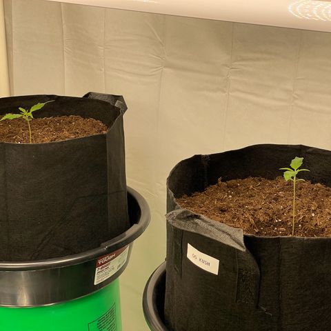 OG Kush Seedsman  growlog photo: Growing well to 3”