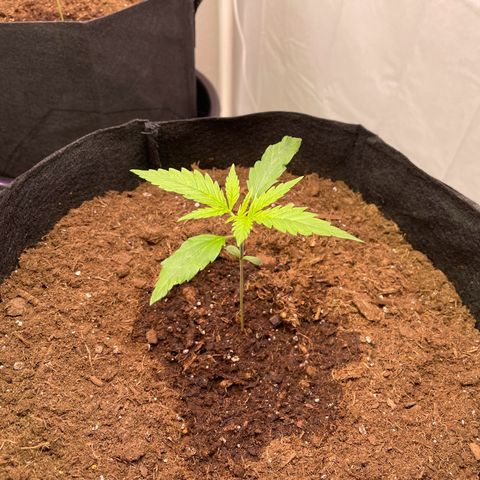 OG Kush Seedsman  growlog timeline photo