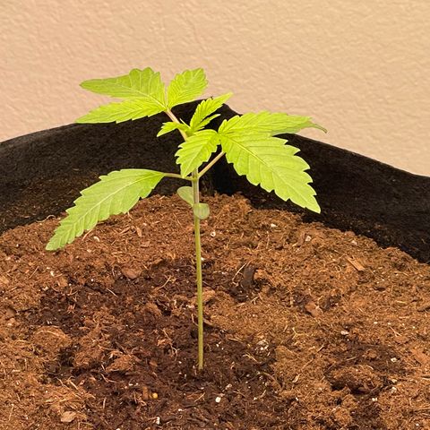 Slurpicane growlog timeline photo
