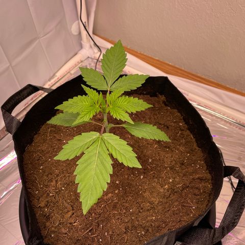 Slurpicane growlog timeline photo