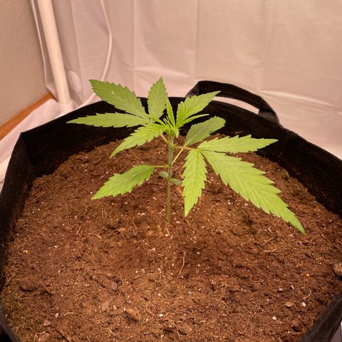 OG Kush Seedsman  growlog timeline photo